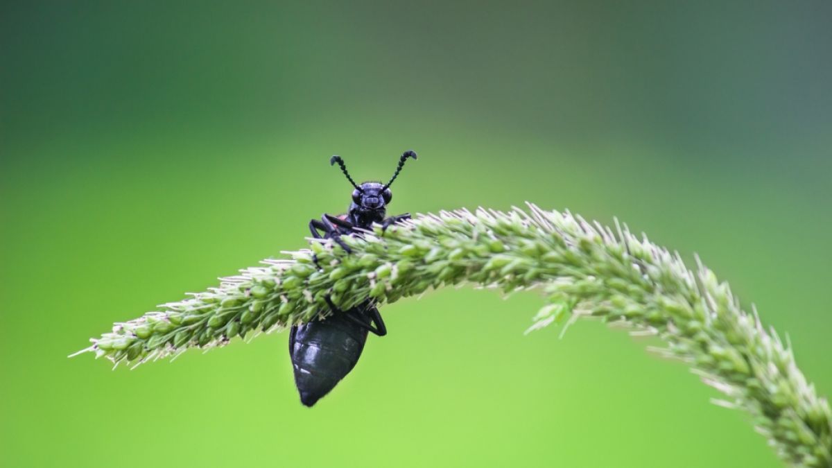 Mit über 380.000 beschriebenen Arten sind Käfer die größte Ordnung innerhalb der Klasse der Insekten. (Foto)