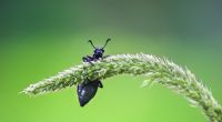 Mit über 380.000 beschriebenen Arten sind Käfer die größte Ordnung innerhalb der Klasse der Insekten.