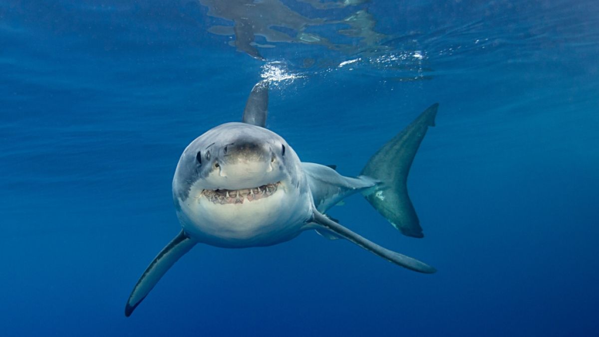 Ein Lehrer ist nach einem Hai-Angriff in Australien verschwunden. (Symbolfoto) (Foto)
