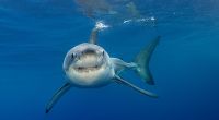 Ein Lehrer ist nach einem Hai-Angriff in Australien verschwunden. (Symbolfoto)