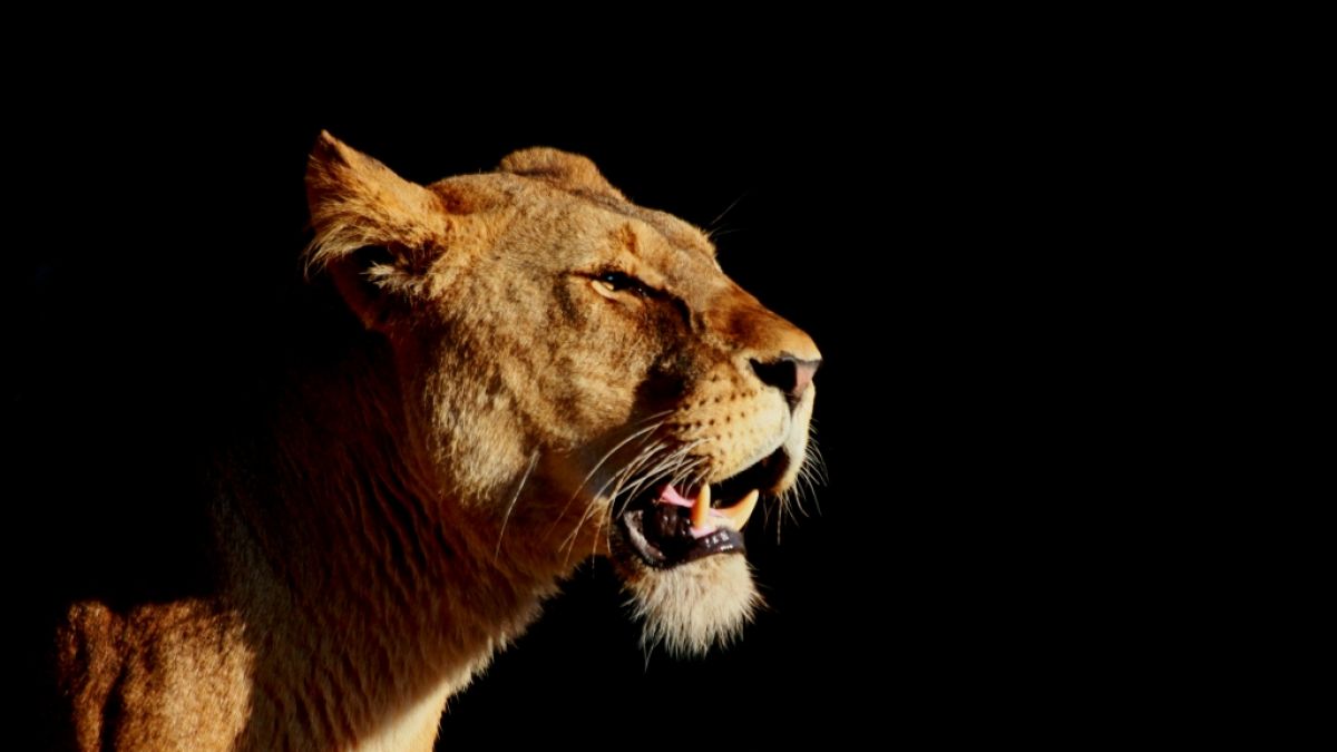 Der umstrittene Zoo-Besitzer Jozef Bajanek wurde tot in einem Löwengehege aufgefunden. (Foto)