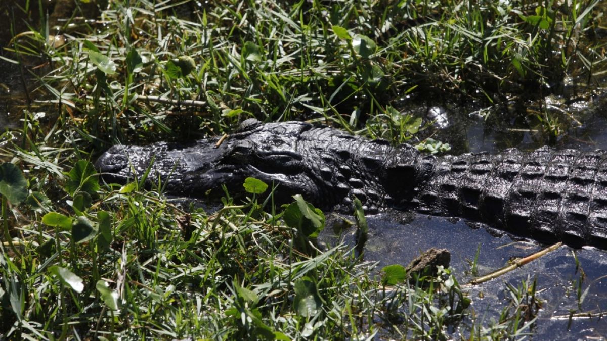 In Florida ist ein 23-jähriger Mann von einem Alligator verstümmelt worden (Symbolfoto). (Foto)