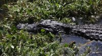 In Florida ist ein 23-jähriger Mann von einem Alligator verstümmelt worden (Symbolfoto).