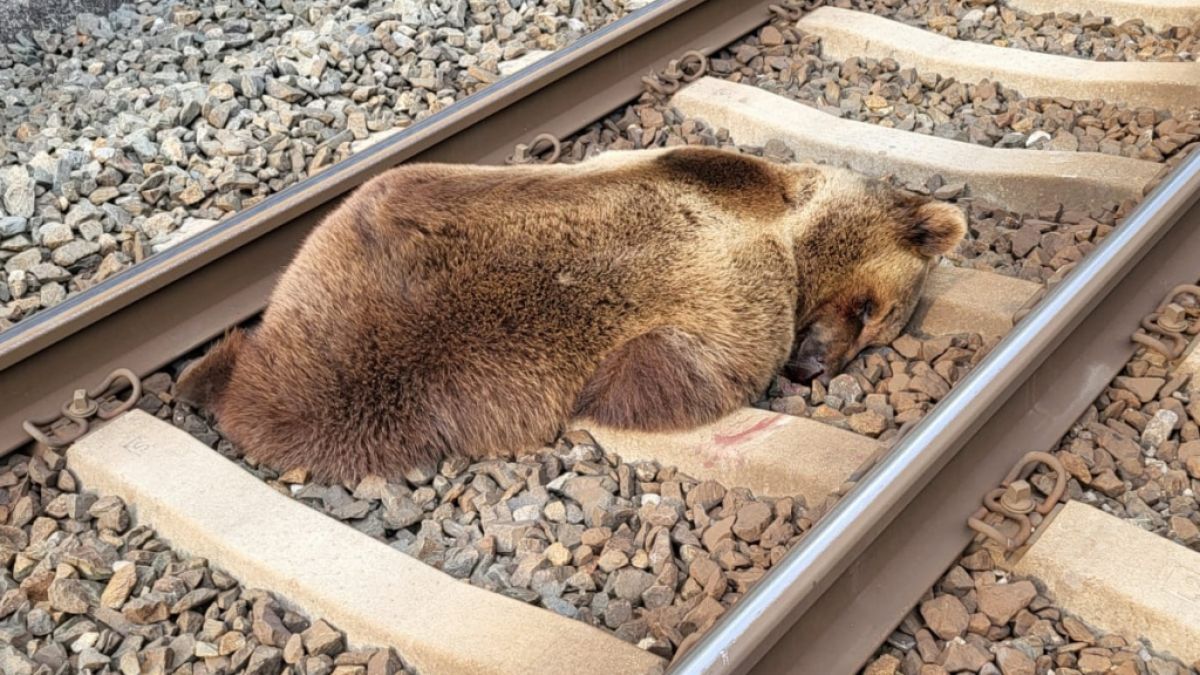 Der tote Braunbär liegt auf den Gleisen. (Foto)