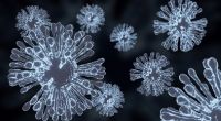 Forscher sind nach der Ausbreitung von Influenza-A(H5N1)-Viren der Klade 2.3.4.4b besorgt. (Symbolfoto)