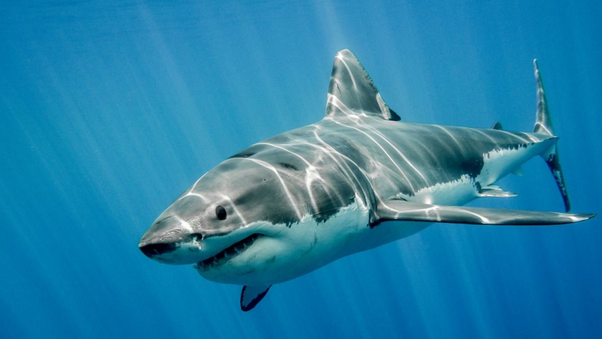 Hat ein Hai den US-Teenager Cameron Robbins (18) getötet? (Symbolfoto) (Foto)
