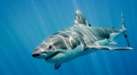 Hat ein Hai den US-Teenager Cameron Robbins (18) getötet? (Symbolfoto)