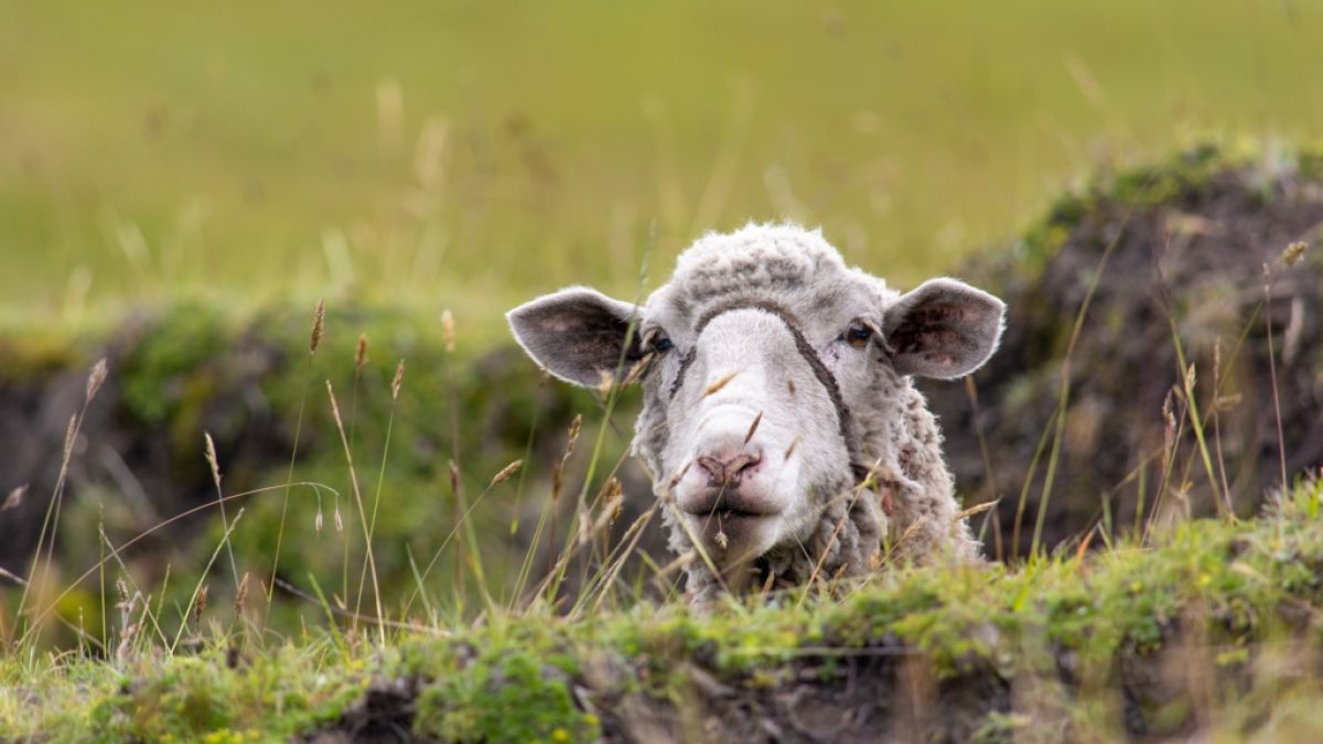 Schlägt die Schafskälte in diesem Jahr knallhart zu? (Foto)
