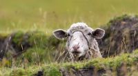 Schlägt die Schafskälte in diesem Jahr knallhart zu?