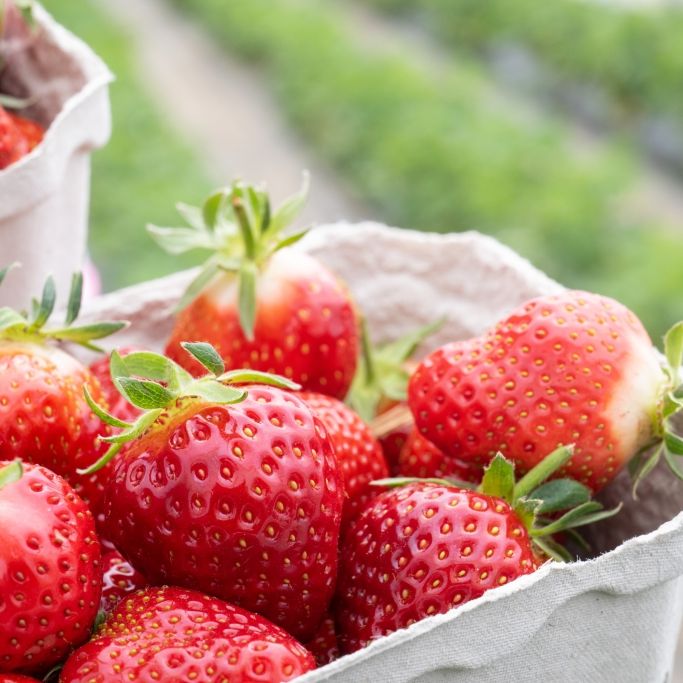 Erdbeeren im Test: 15 von 19 Proben mit Pestiziden verseucht!