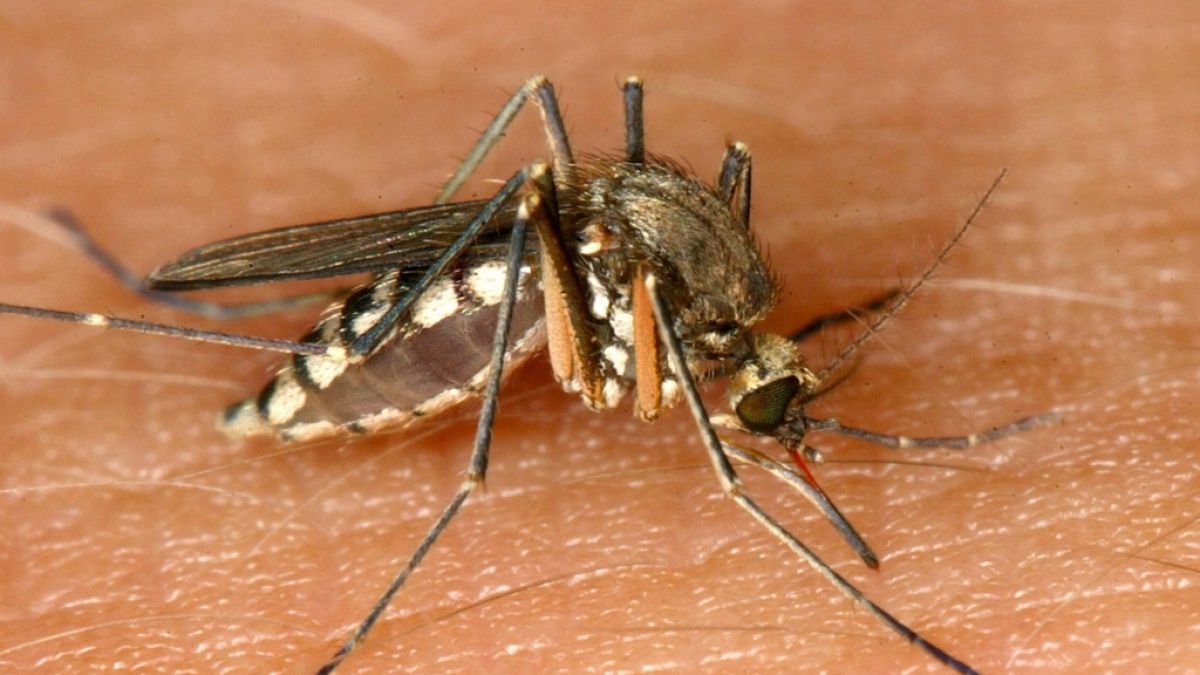 Das RKI warnt vor einer erhöhten Gefahr in Deutschland durch einen Mückenstich am West-Nil-Fieber zu erkranken. (Foto)