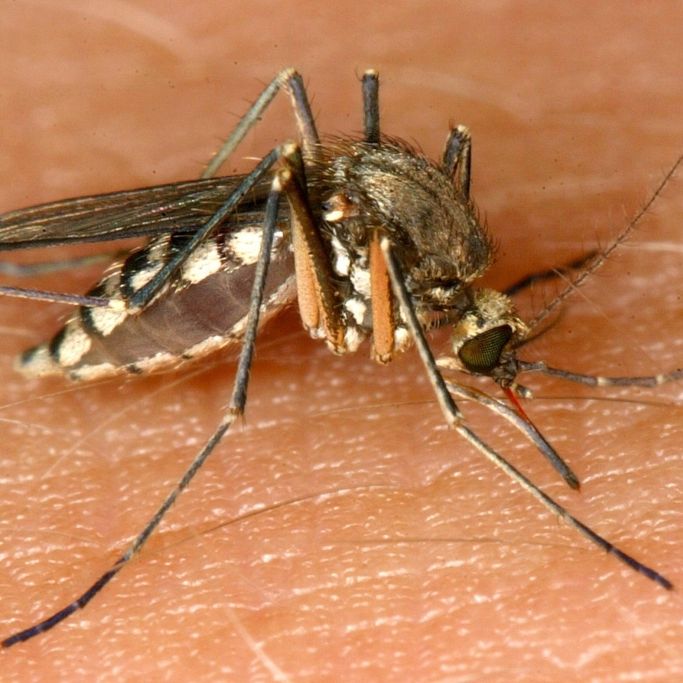 RKI warnt vor Ausbreitung von West-Nil-Virus! Drohen weitere tödliche Infektionen?
