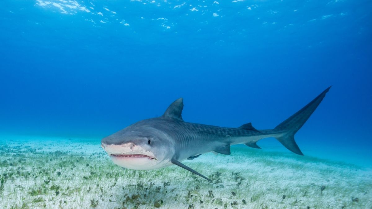 Eine neuerliche Hai-Attacke sorgt für Panik im ägyptischen Hurghada. (Foto)