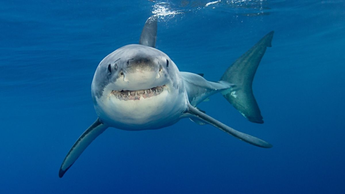 Der Killer-Hai, der einen 23-Jährigen in Ägypten getötet hat, soll jetzt ins Museum kommen. (Foto)
