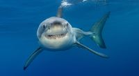 Der Killer-Hai, der einen 23-Jährigen in Ägypten getötet hat, soll jetzt ins Museum kommen.