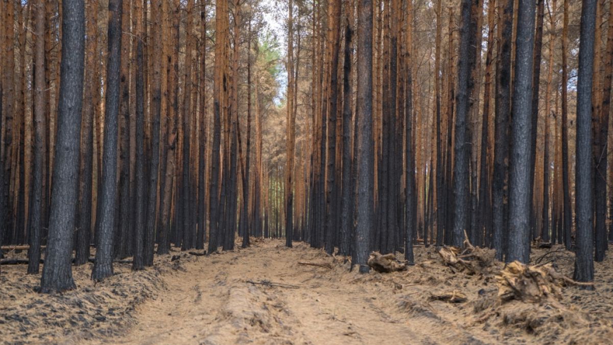Die Waldbrandgefahr ist aktuell in vielen Teilen Deutschlands erhöht. (Foto)