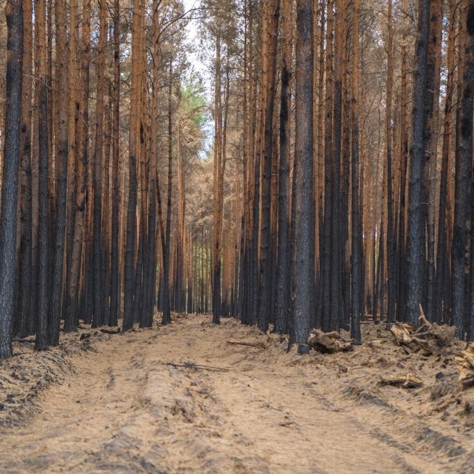 Die aktuellen Waldbrandstufen für die gefährdeten Wälder im Überblick