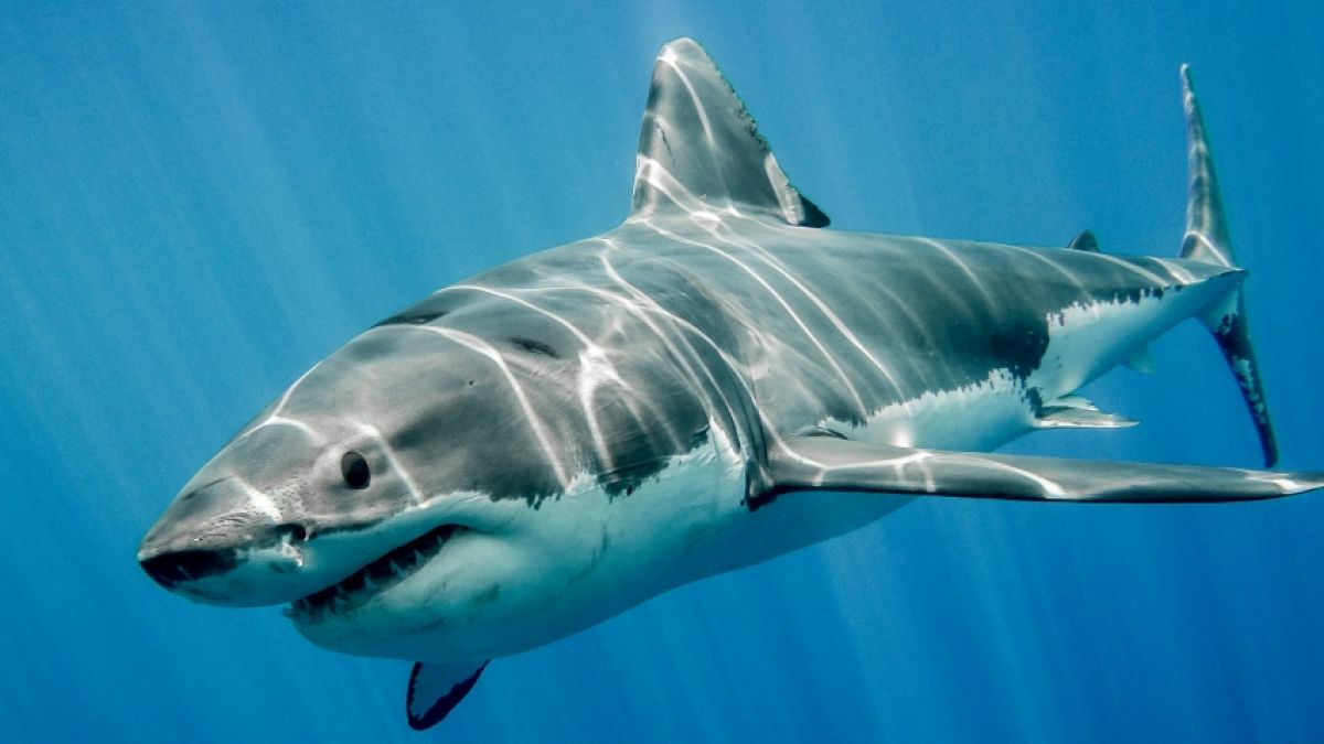 Der Killer-Hai von Hurghada war offenbar ein Serien-Täter. (Foto)