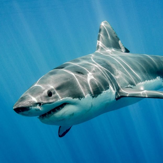 Hai-Experte ist sicher! Hurghada-Bestie ist ein Serienkiller