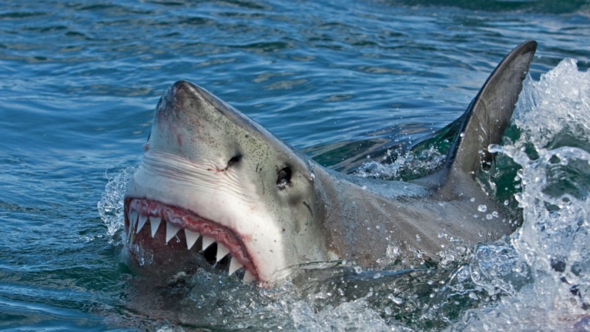 Der Hai griff die Frau an, als sie gerade aus dem Wasser steigen wollte. (Foto)