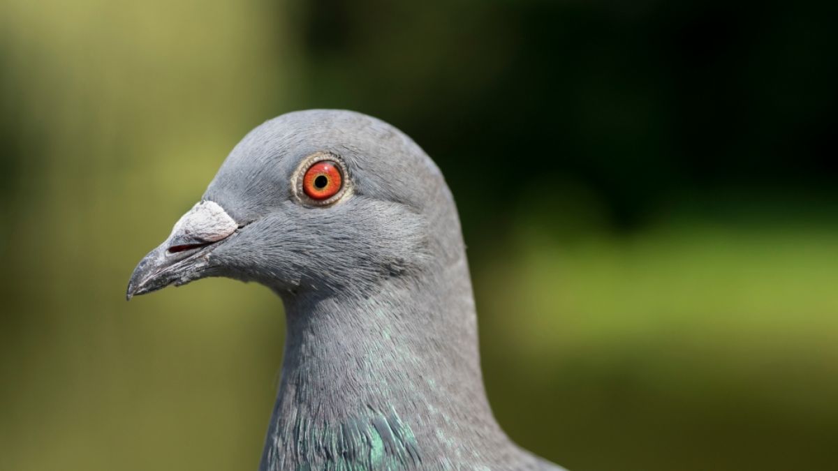 Das Video einer "Mutanten-Taube" löst im Netz eine hitzige Diskussion über die Vogelzucht aus. (Symbolfoto) (Foto)