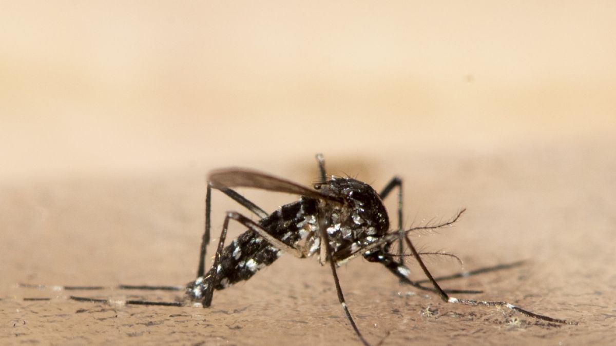 Mücken aus tropischen Gebieten breiten sich auch in Europa aus. Dadurch können Krankheitserreger übertragen werden, warnt eine EU-Behörde. (Foto)