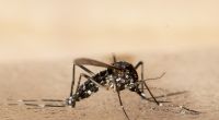 Mücken aus tropischen Gebieten breiten sich auch in Europa aus. Dadurch können Krankheitserreger übertragen werden, warnt eine EU-Behörde.
