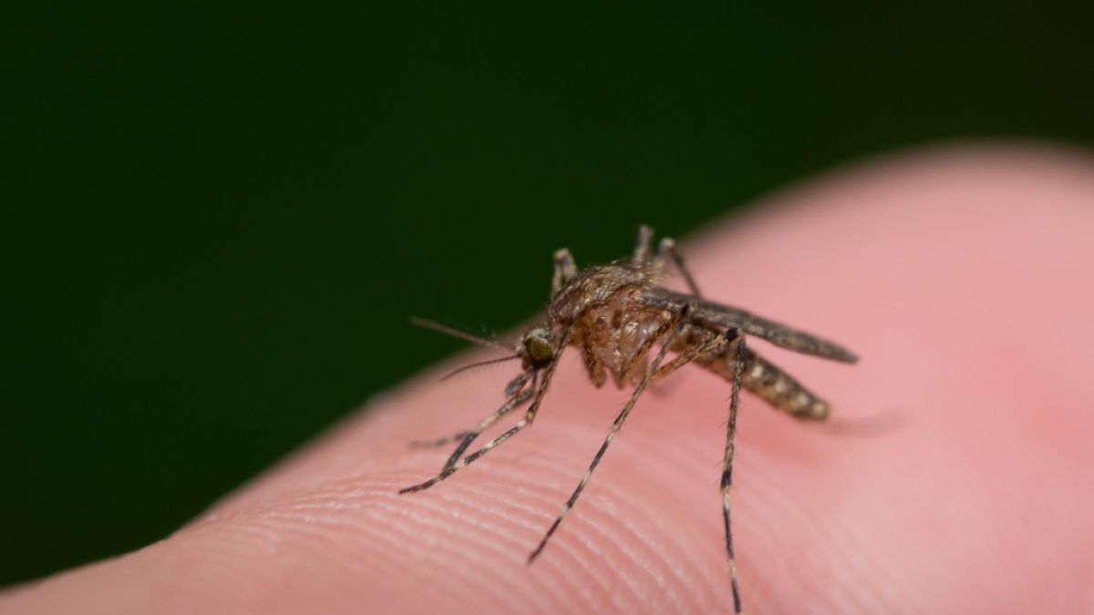 Mücken können das West-Nil-Virus übertragen. (Symbolfoto) (Foto)