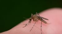 Mücken können das West-Nil-Virus übertragen. (Symbolfoto)