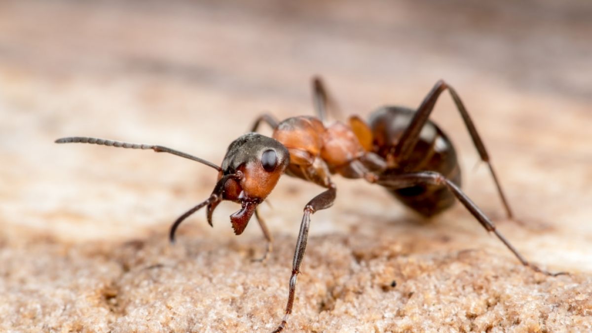 #Bizarrer Penis-Fail: Mann steckt bestes Stück in Ameisennest – Insekten fangen an zu fressen