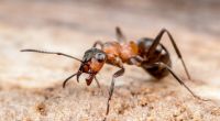 In Thailand wollte ein Mann sein bestes Stück mithilfe von roten Ameisen vergrößern.