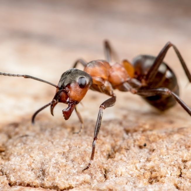 Mann steckt bestes Stück in Ameisennest - Insekten fangen an zu fressen