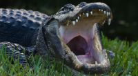 Ein Alligator hat eine Frau bei einer Horror-Attacke getötet.