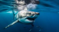 Sorgen Weiße Hai bald vor Englands Küste für Angst und Schrecken?