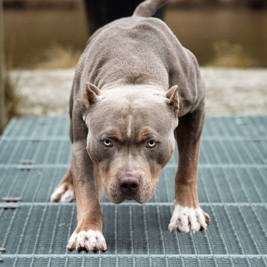 Pitbull tötet kleinen Daylan - Familienhund zerfleischt 6-Jährigen