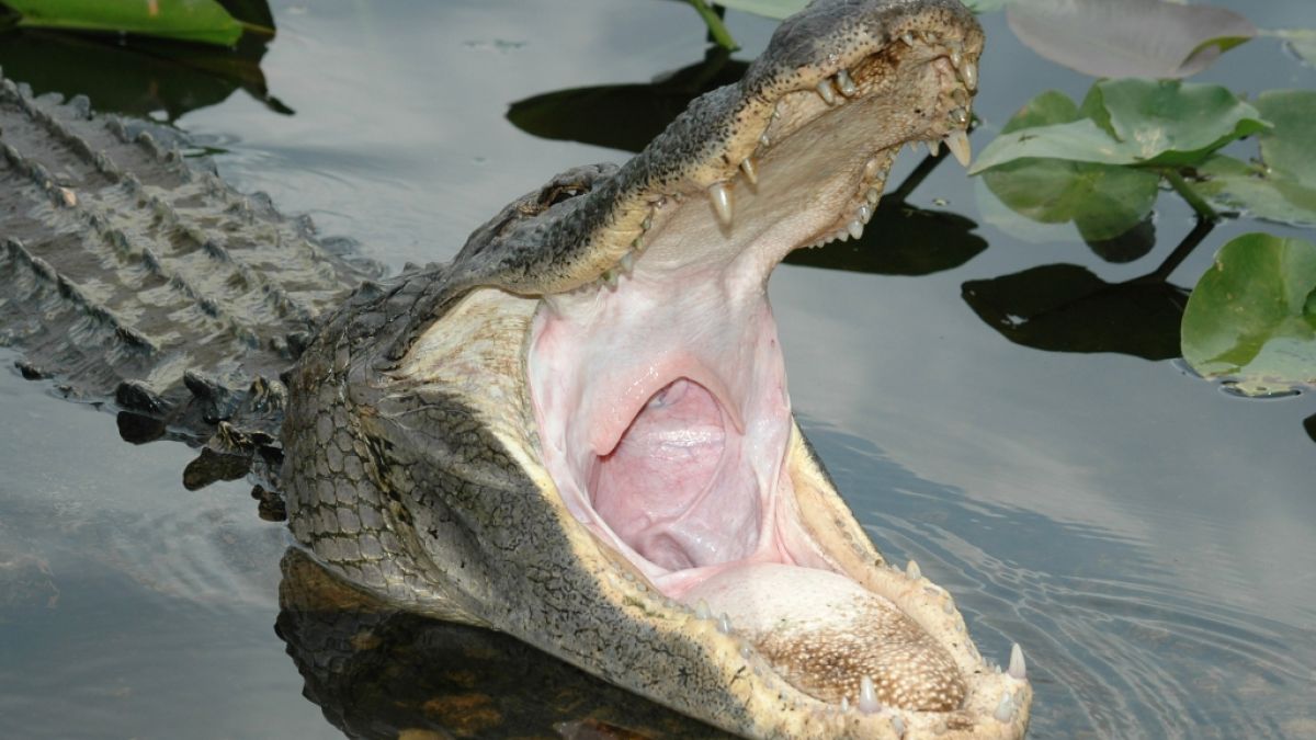 Ein riesiger Alligator hat im US-Bundesstaat South Carolina eine Seniorin angegriffen und schwer verletzt (Symbolfoto). (Foto)