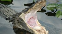 Ein riesiger Alligator hat im US-Bundesstaat South Carolina eine Seniorin angegriffen und schwer verletzt (Symbolfoto).