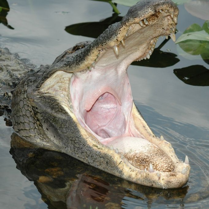 Oberschenkel zertrümmert! Alligator zerfleischt Seniorin beim Gassigehen