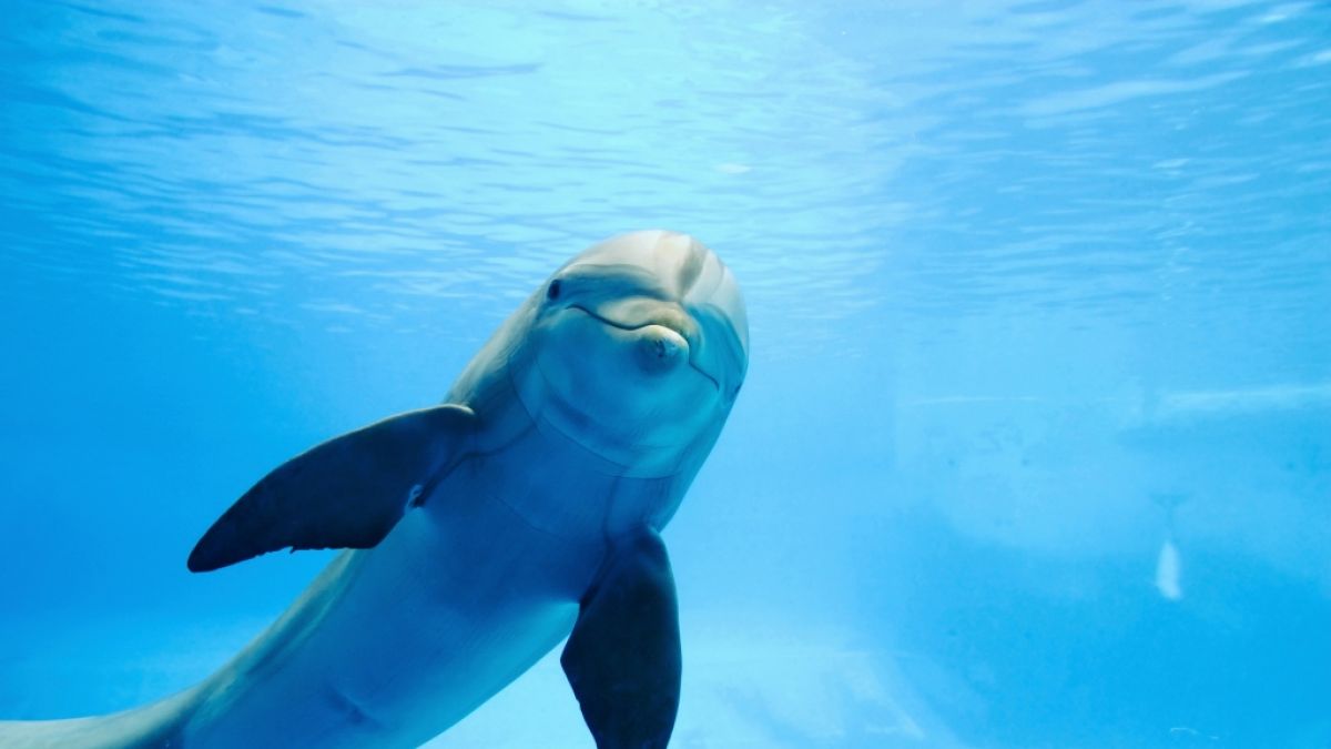 In Japan verletzten Delfine innerhalb von einem Tag mindestens vier Menschen. (Foto)