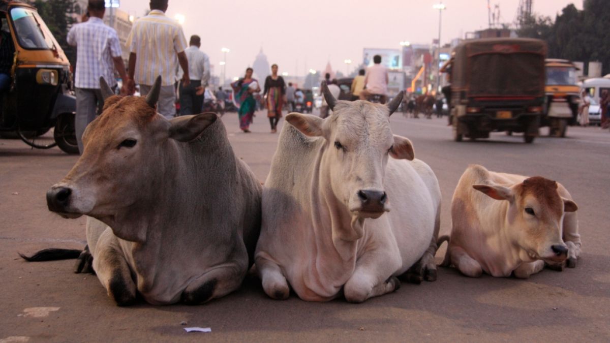 Ein Rentner soll in Indien mindestens zwei Kühe vergewaltigt haben. (Symbolfoto) (Foto)