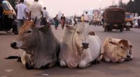 Ein Rentner soll in Indien mindestens zwei Kühe vergewaltigt haben. (Symbolfoto)