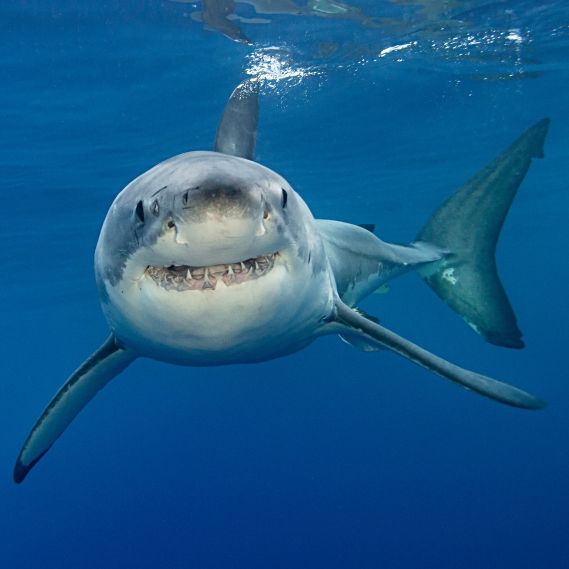 Schock-Video zeigt Haie-Attacke auf Urlauber vor Spanien-Küste