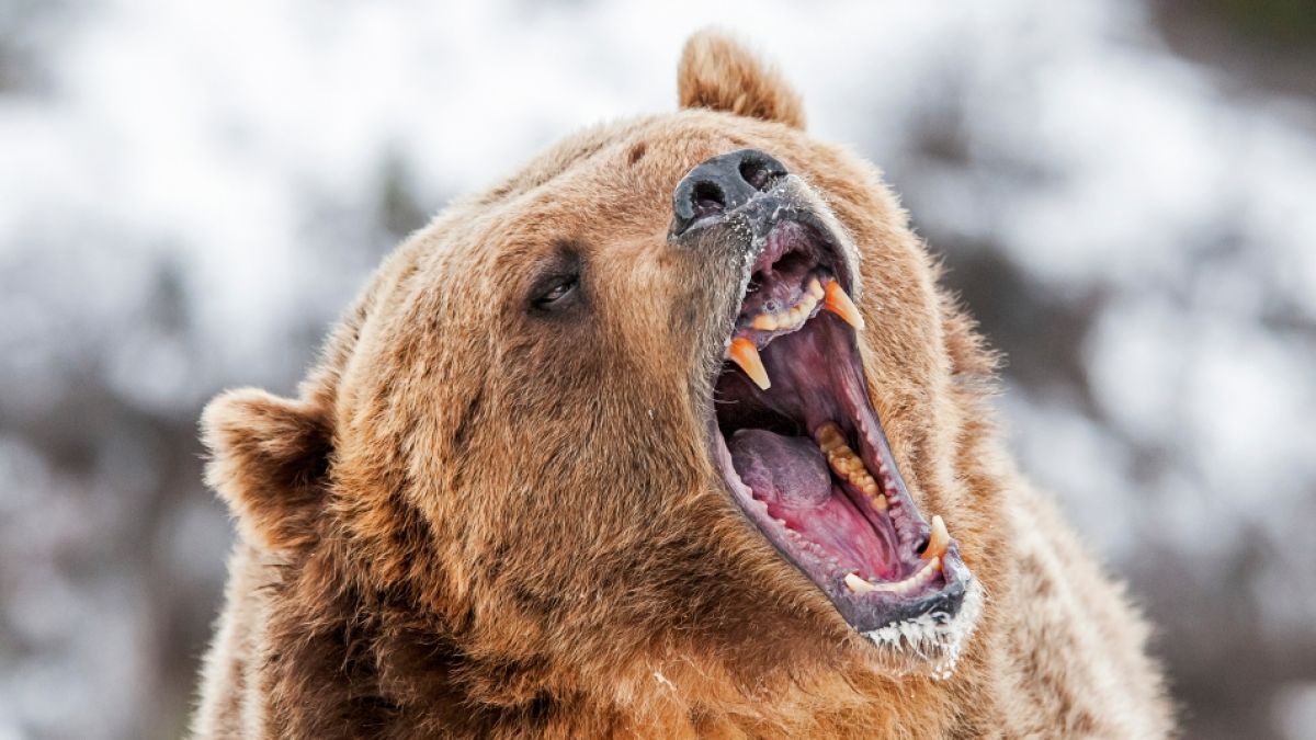 Ein Grizzly hat eine Wanderin in einem US-Nationalpark zerfleischt. (Foto)