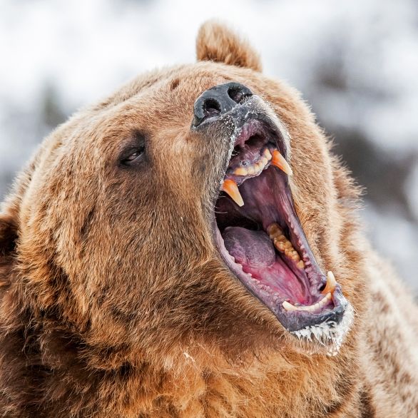 Komplett zerfleischt! Grizzly tötet Wanderin in Nationalpark