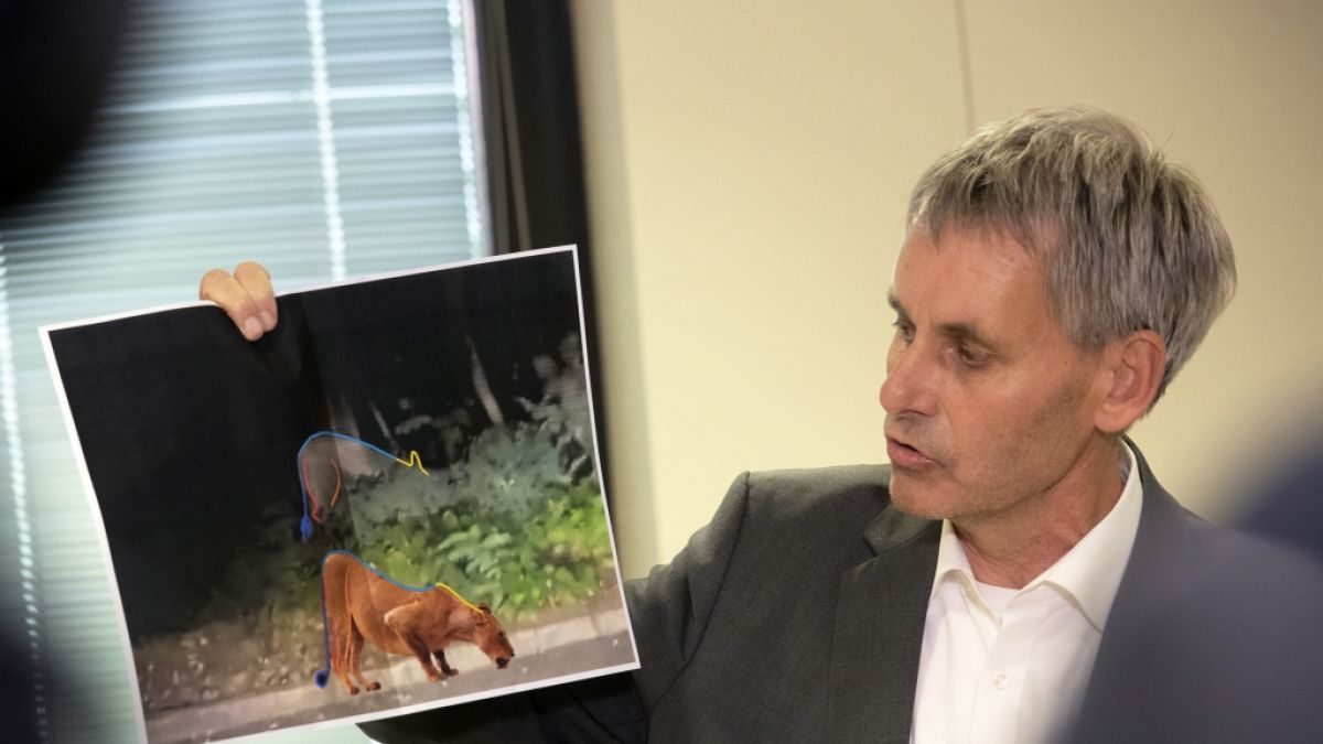 Michael Grubert, Bürgermeister von Kleinmachnow, erklärt bei einem Pressegespräch anhand von Fotos, warum es sich bei dem gesuchten Tier nicht um eine Löwin handeln könne. (Foto)
