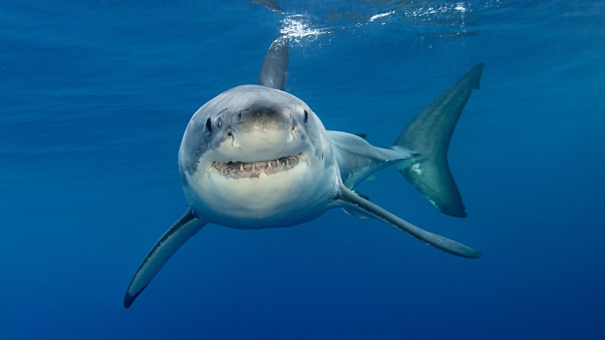 Ein Hai hat einen Paddler im US-Bundesstaat South Carolina angegriffen. (Foto)