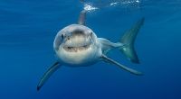 Ein Hai hat einen Paddler im US-Bundesstaat South Carolina angegriffen.