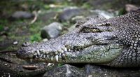 Nach tagelanger Suche nach einem Landwirt aus Malaysia wurde der Vermisste gefunden - im Magen eines riesigen Krokodils (Symbolfoto).