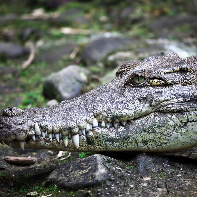 Vermisster Bauer in Magen von Monster-Krokodil gefunden