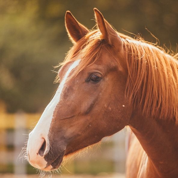 Perverser missbraucht Pferd zwölfmal - Polizei fasst ihn mit 
